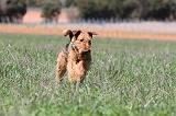 AIREDALE TERRIER 124